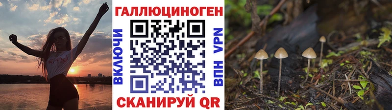 закладки  Кызыл  Галлюциногенные грибы Psilocybine cubensis 