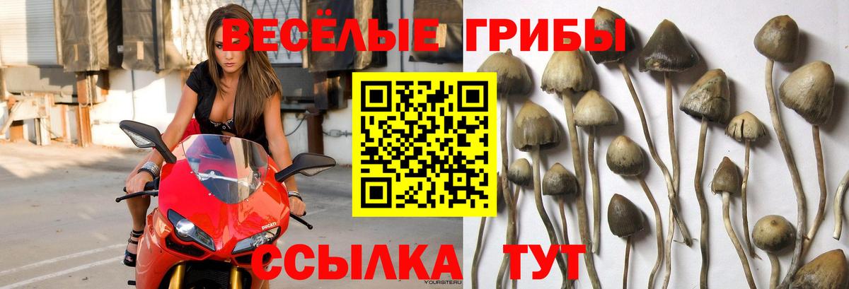 Галлюциногенные грибы MAGIC MUSHROOMS Кызыл